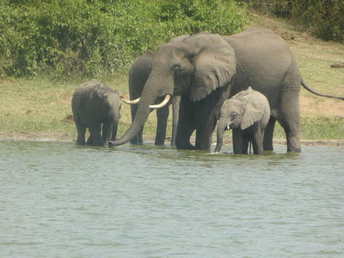 Irungu Forest Safari Lodge Katunguru Dış mekan fotoğraf
